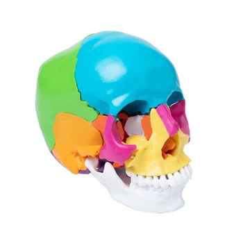 Модель черепа, состоящая из 3 частей, анатомическая модель черепа, колпачки для черепов, внешняя и внутренняя структура для учебных принадлежностей
