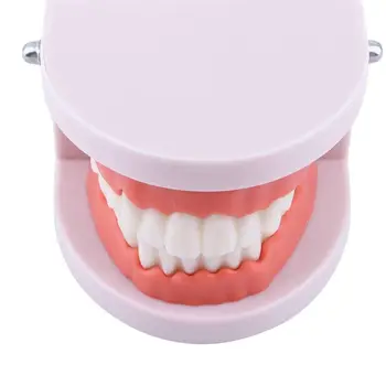 Взрослый Стоматолог Обучение полости рта Обучение Стоматологии Изучение Телесно-Розовых Десен Модель Зубного протеза Стандартная Модель Зубов Модель зубов