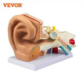 Медицинская модель Анатомии человеческого уха VEVOR Увеличенной в 5 Раз Разборной конструкции из ПВХ для обучения Биологов-исследователей, врачей и т.д.