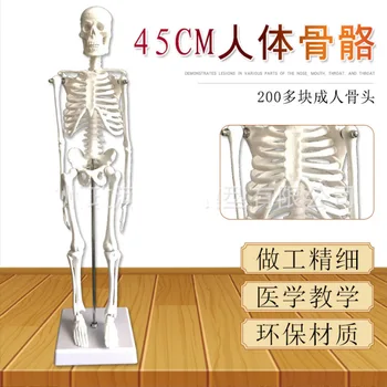 45-сантиметровая модель человеческого скелета Модель скелета позвоночника всего тела для художественной йоги и медицинского использования.