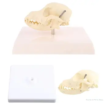 Модель черепа собаки M17F анатомический скелет ветеринарный обучающий дисплей Образование подарок на Хэллоуин